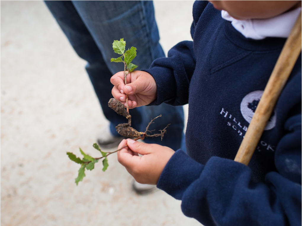 Pickles, Plants, and Pictures: First Days of First Grade Literacy