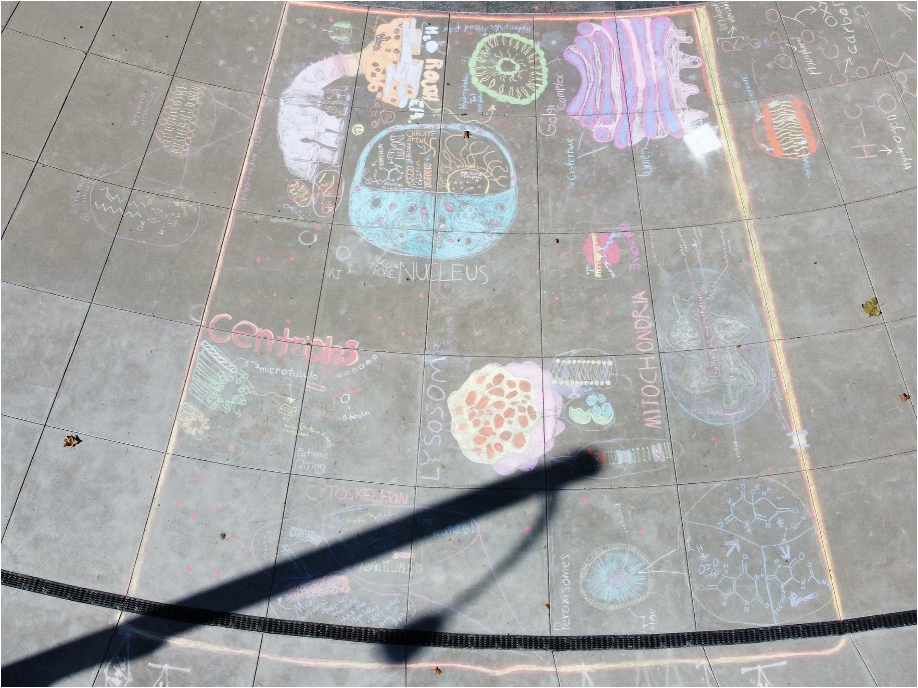 Cells on the Sidewalk: Visualizing Organelles in 9th Grade Biochemistry